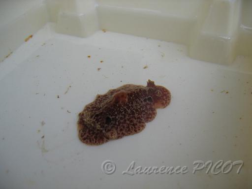 Atagema gibba 1.JPG - Mer de la Manche - Cherbourg - photo prise après prélèvement lors d'une mission des plongeurs naturalistes de Normandie